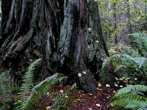 klamath