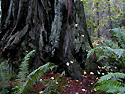 klamath