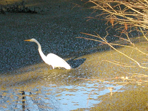 Great egret