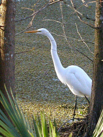 Great egret